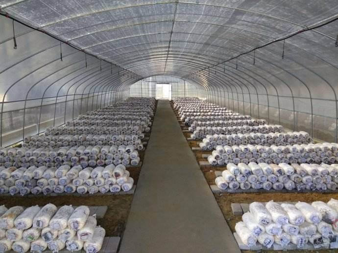 全国食用菌栽培基地
